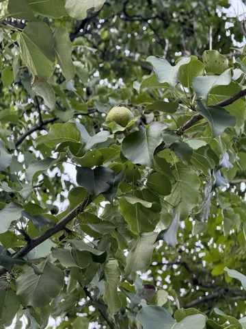 Fruiting leafy branches of Pyrus ussuriensis.