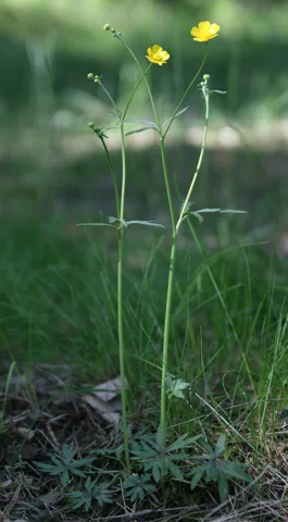 Slender flowering stems and basal foliage of Ranunculus acris.