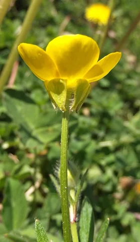 Yellow flower of Ranunculus bulbosus.