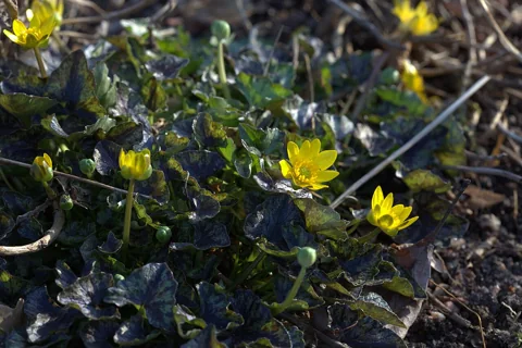Yellow flowers and dark foliage of Ranunculus ficaria 'Brambling'.