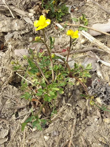 Flowering plant of Ranunculus repens.