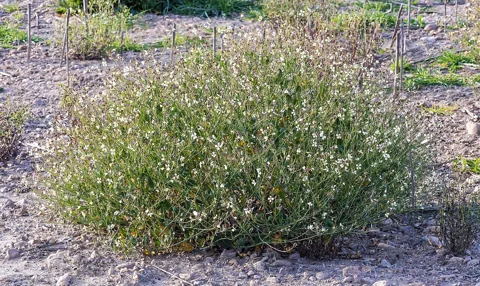 Whole branched flowering plant of Raphanus raphanistrum.