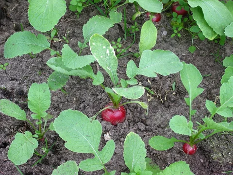 Radish plants growing in soil, Raphanus sativus subsp. sativus.