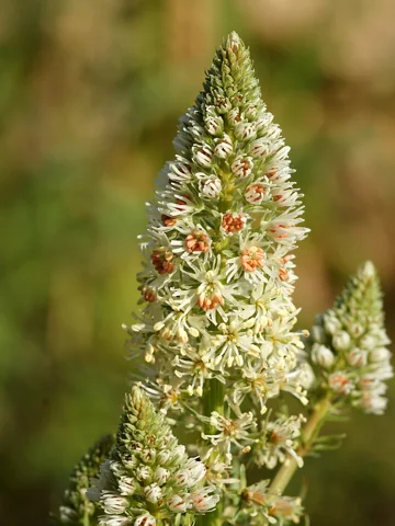 White flower spike of Reseda alba.