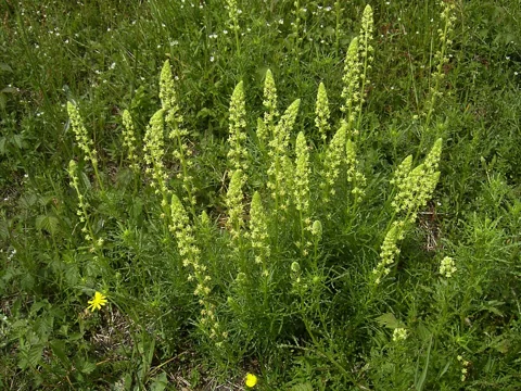 Branched flowering plants of Reseda lutea.