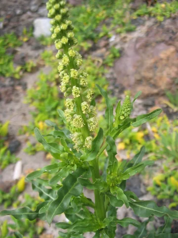 Upright flowering stem and leaves of Reseda luteola.