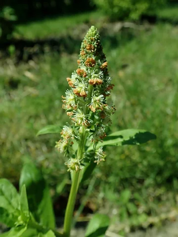 Flowering stem and foliage of Reseda odorata.