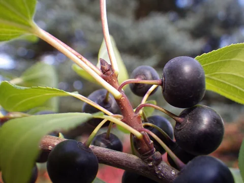 Dark fruits on a leafy branch of Rhamnus cathartica.