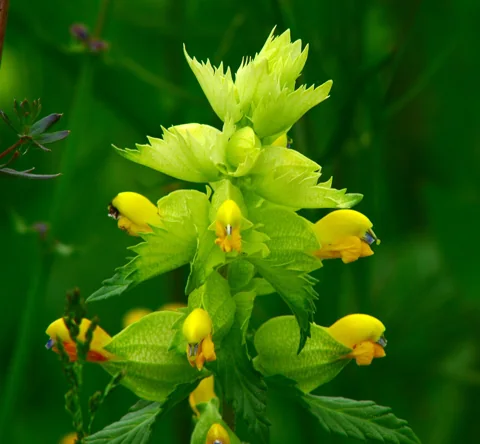 Yellow flowers and serrated bracts of Rhinanthus alectorolophus.