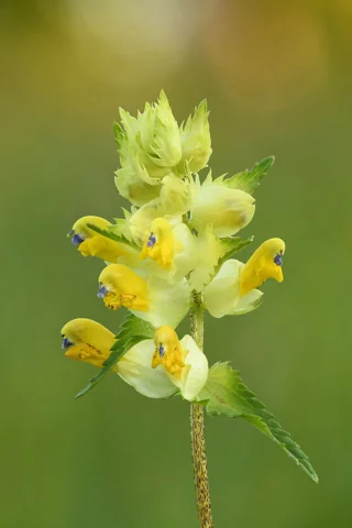 Pale yellow flowers of Rhinanthus angustifolius.