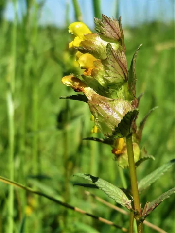 Flowering stem of Rhinanthus minor.