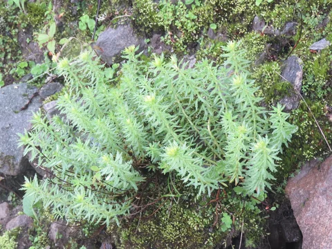 Succulent leafy shoots of Rhodiola wallichiana among rocks.