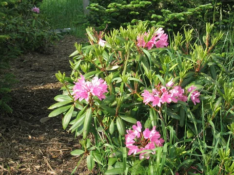 Flowering shrub of Rhododendron catawbiense.