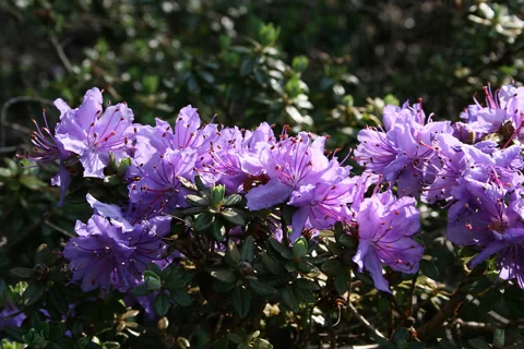 Purple flowers and leafy branches of Rhododendron fastigiatum.