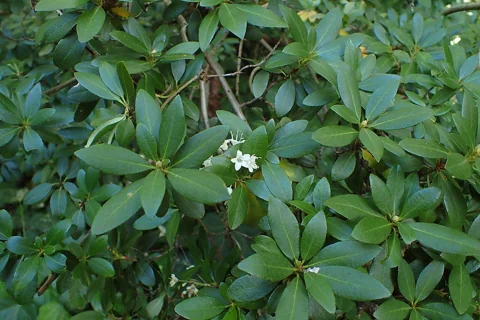 Small white flowers and foliage of Rhododendron micranthum.