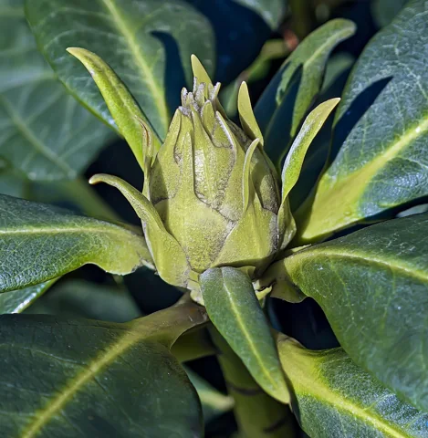 Flower bud among the evergreen leaves of Rhododendron ponticum.