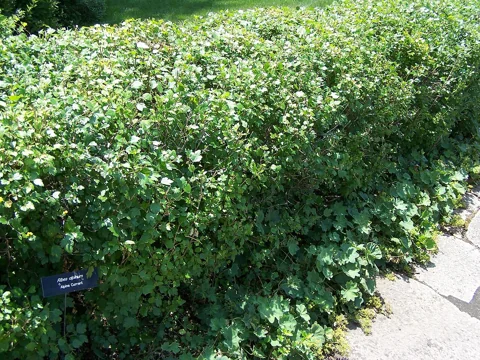 Clipped hedge of Ribes alpinum.
