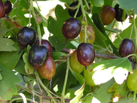 Ripening fruits on leafy branches of Ribes aureum.