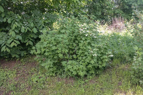 Ribes nigrum bush with dense green foliage in a grassy setting.