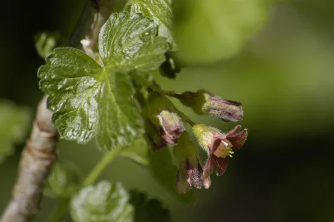 Flowers and young leaves of Ribes nidigrolaria.