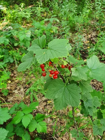 Leafy stems of Ribes rubrum with whole red currants still attached.