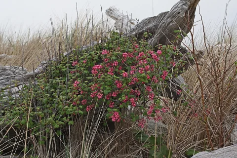 Ribes sanguineum in flower.