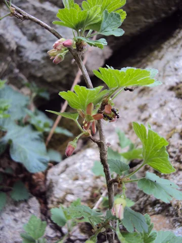 Flowers of Ribes uva-crispa.