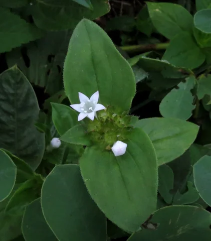 Small white flowers and broad leaves of Richardia scabra.