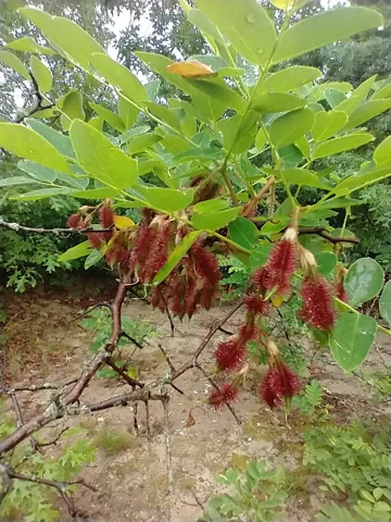 Hairy pods and divided foliage of Robinia hispida.