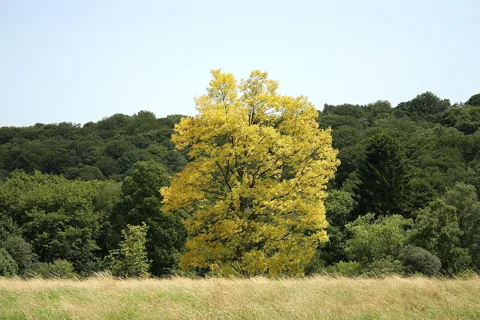 Robinia pseudoacacia cultivar 'Frisia' with golden foliage.