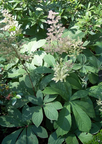 Large divided leaves and flower panicles of Rodgersia aesculifolia.