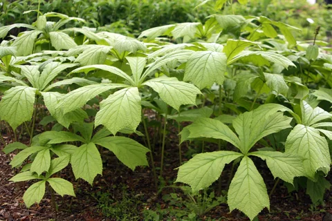 Broad palmate foliage of Rodgersia podophylla.