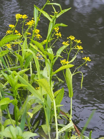 Yellow flowers and leafy stems of Rorippa amphibia beside water.
