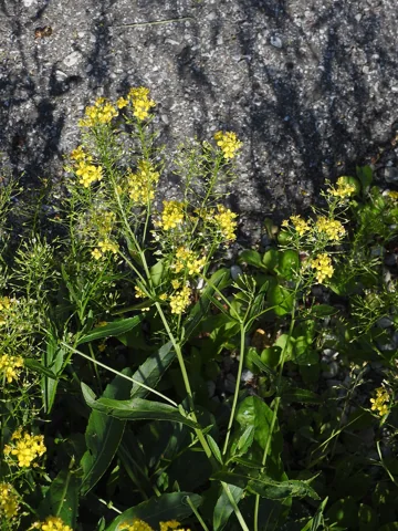 Yellow-flowering stems of Rorippa austriaca.