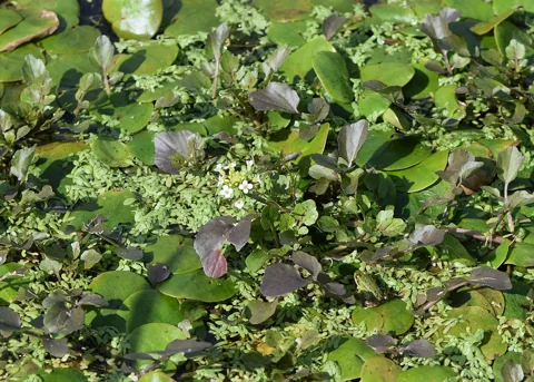 Flowering leafy growth of Rorippa microphylla.