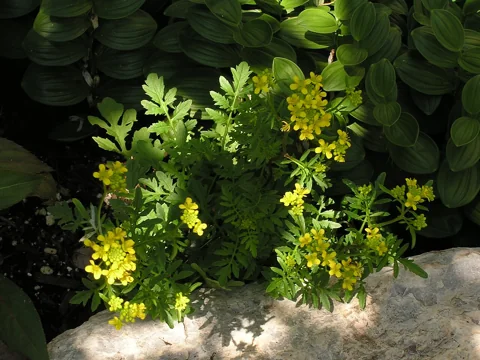 Yellow flowers and divided foliage of Rorippa sylvestris.