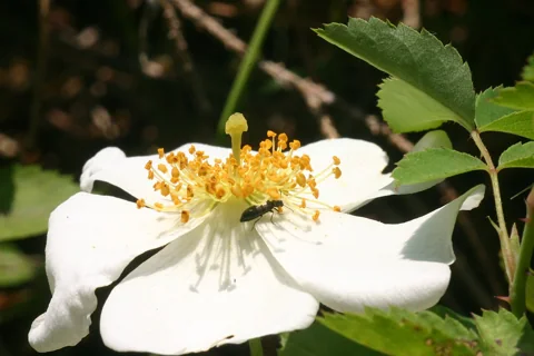 White flower of Rosa arvensis.