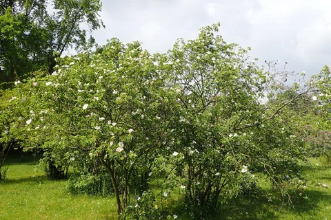 Whole flowering shrub of Rosa corymbifera.