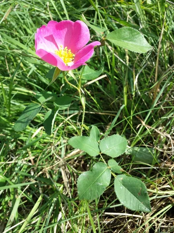 Pink flower and leafy growth of Rosa gallica.