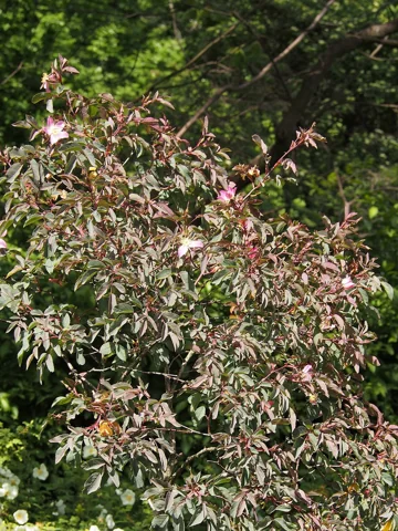 Rosa glauca in flower.