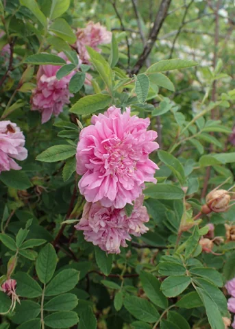 Double pink flowers and foliage of Rosa majalis var. plena.