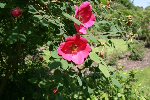 Flowers of Rosa moyesii.