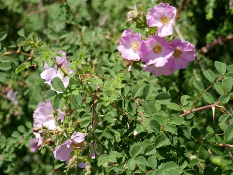 Pink flowers and leafy branches of Rosa multibracteata.