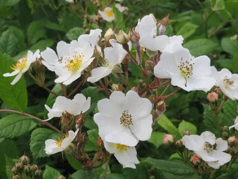 White flower clusters and foliage of Rosa multiflora.