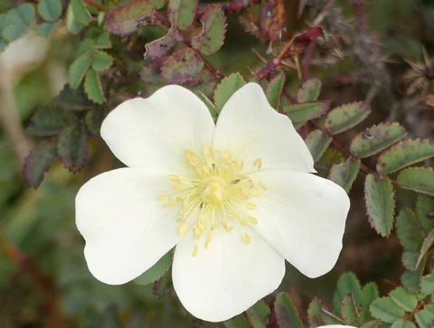 Creamy white flower of Rosa pimpinellifolia.