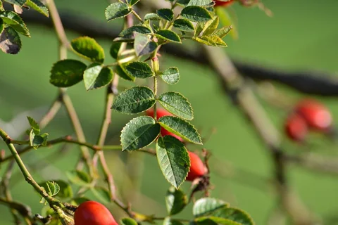 Leaves of Rosa rubiginosa.