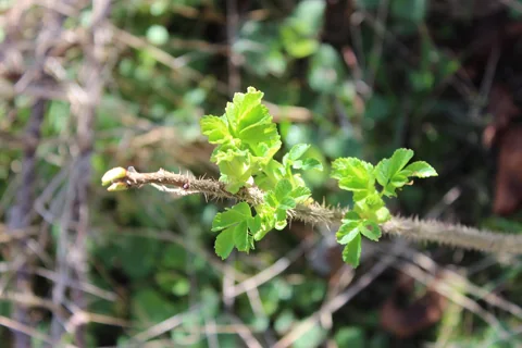 Young bright green Rosa rugosa leaves opening on a woody stem.