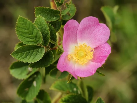 Pink flower and textured foliage of Rosa tomentosa.