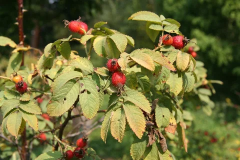 A fruiting Rosa villosa plant.