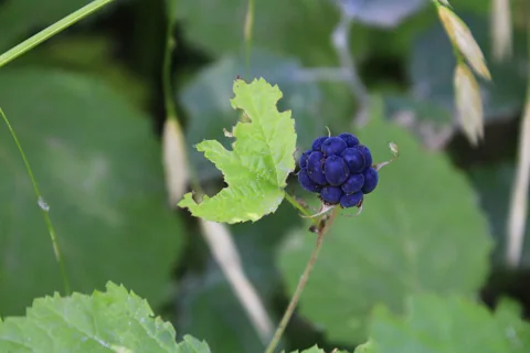Blue-black fruit and leafy stem of Rubus caesius.